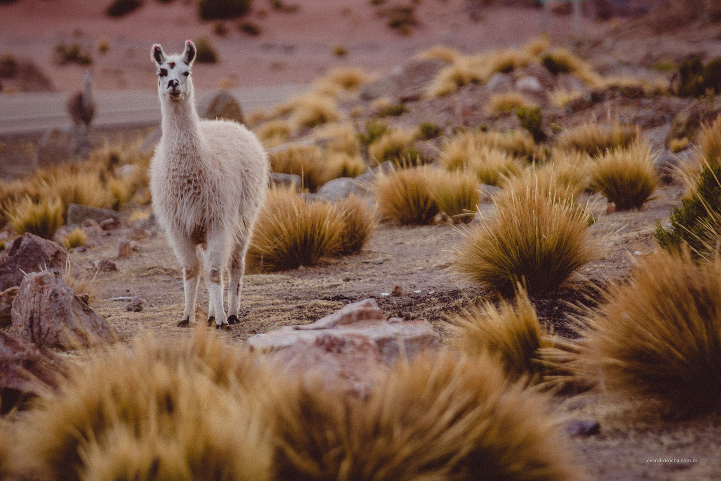 Ensaio Yubitza e Diego